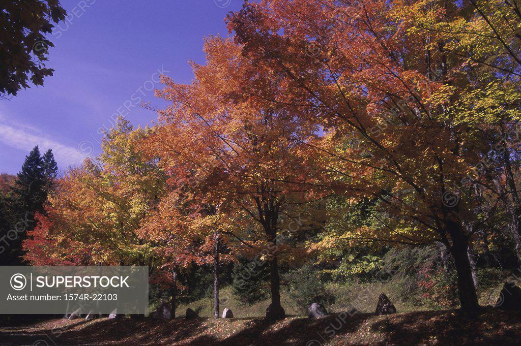 Stock Photo: 1574R-22103 Trees in a forest during autumn, Michigan, USA
