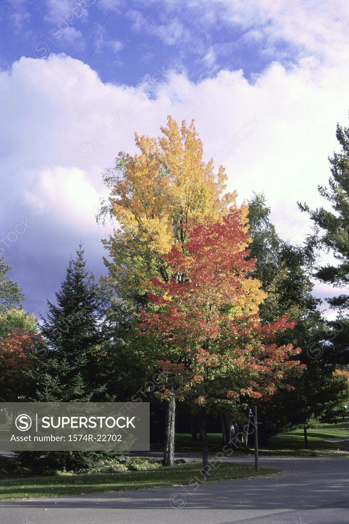 Stock Photo: 1574R-22702 Trees along a road, Wisconsin, USA