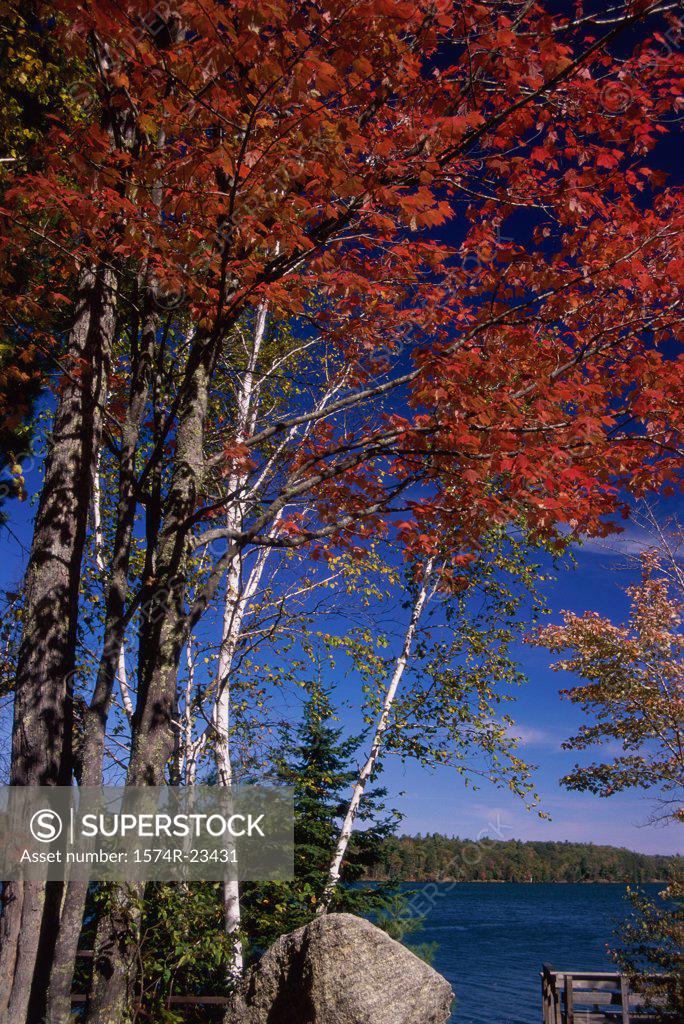Stock Photo: 1574R-23431 Trees on a lakeside, Wisconsin, USA