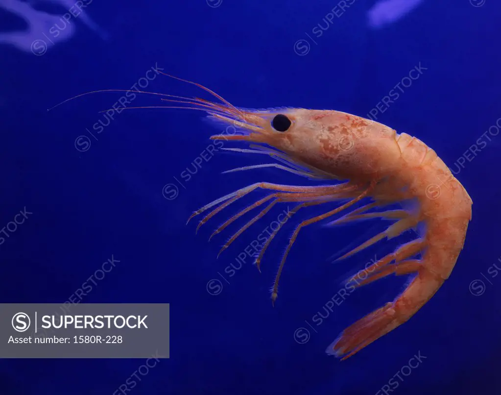 Close-up of a shrimp swimming in water, Iceland