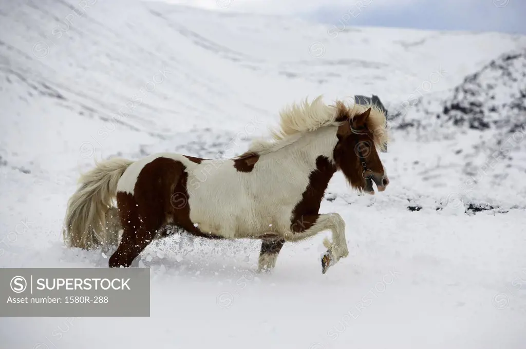 Icelandic Horse Blafjoll Mountain Iceland