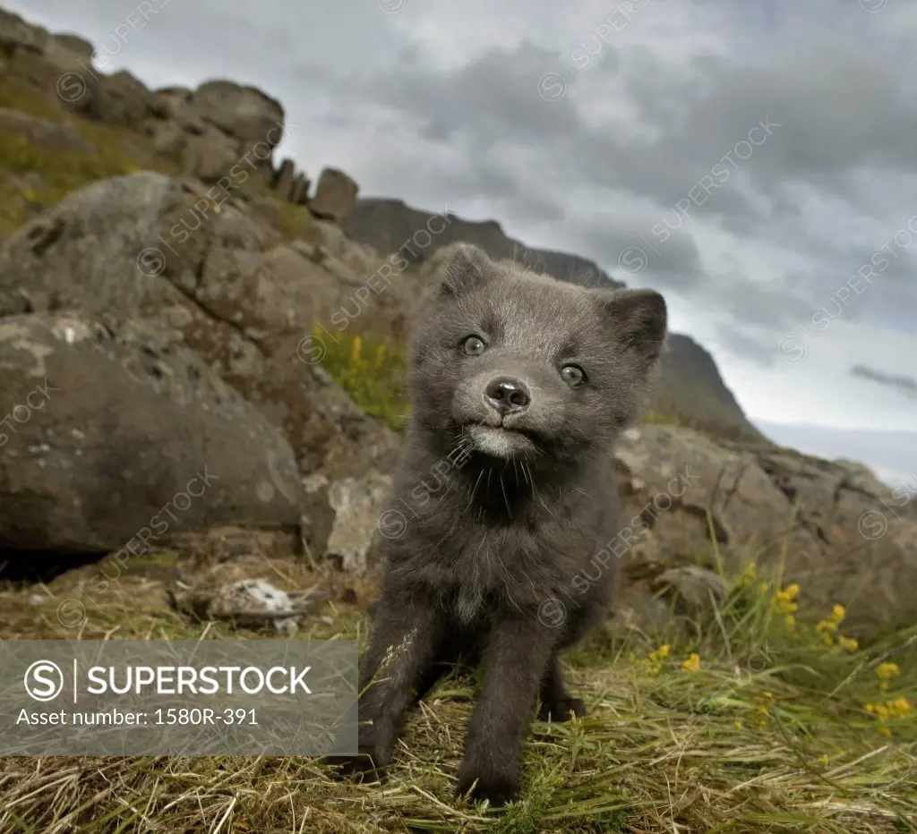 Close-up of an Arctic Fox pup standing on the grass, Iceland (Alopex lagopus)