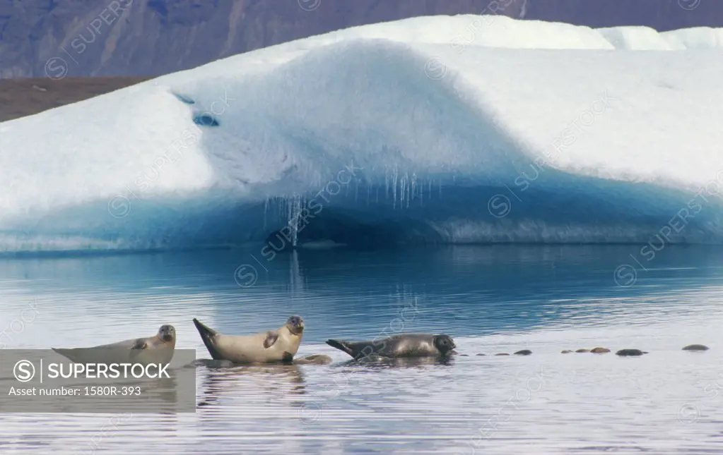 Three seals in water, Jokulsarlon, Iceland