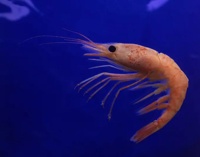 Close-up of a shrimp swimming in water, Iceland