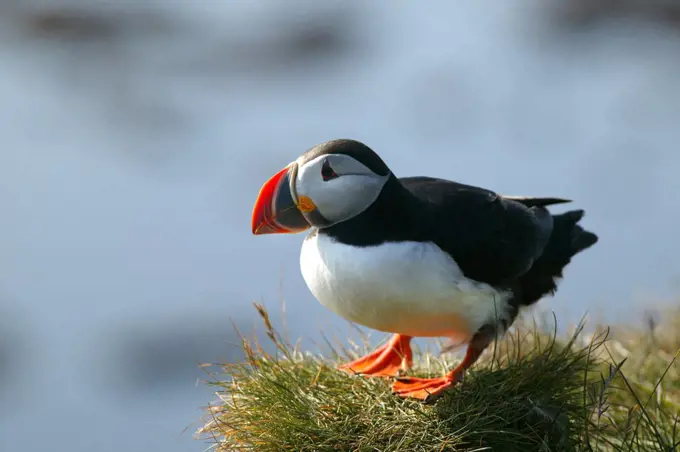 Close-up of a puffin on the grass, Iceland