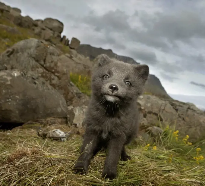 Close-up of an Arctic Fox pup standing on the grass, Iceland (Alopex lagopus)