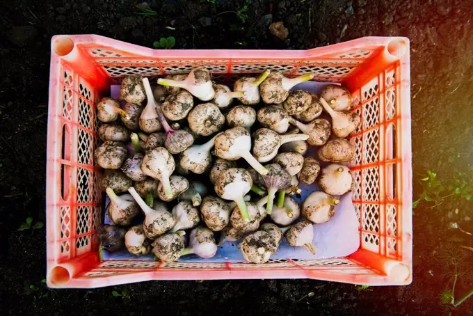 Crate of garlic bulbs in garden