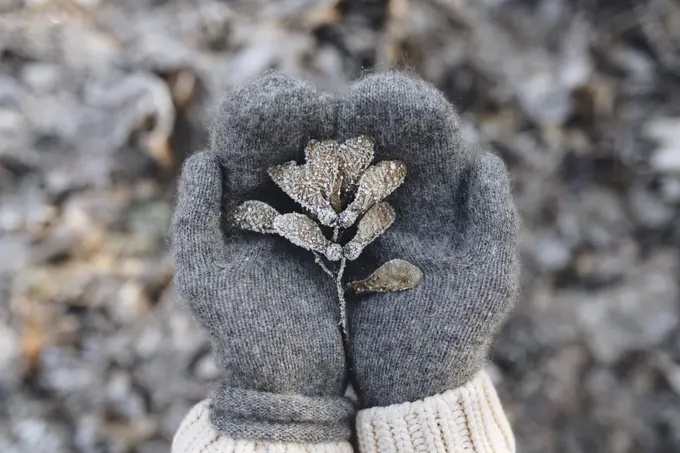 Gloved hands cupping maple seeds covered with frost