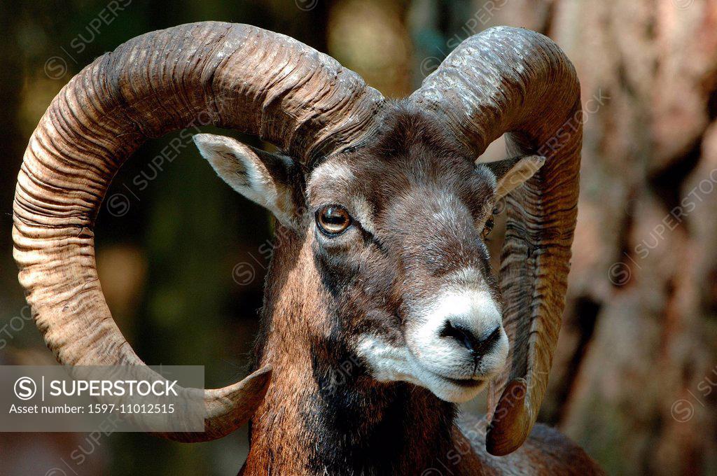 Mufflon, ram, mountain sheep, Ovis ammon musimon, animal, animals, Germany,  Europe, - SuperStock