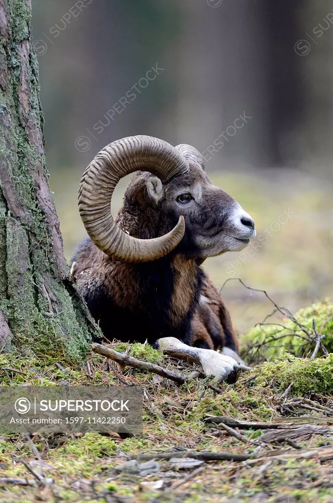 Mufflon, animal, ram, Aries, ram, mountain, Ovis ammon musimon, winter  coat, game, goat-antelopes, horns, autumn, Germany - SuperStock