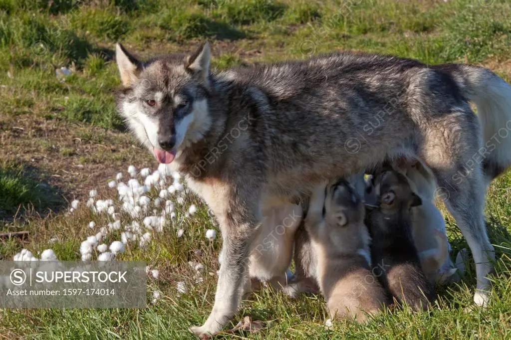 young, sledge dogs, Greenland, East Greenland, animals, animal, dog, nurse,  - SuperStock