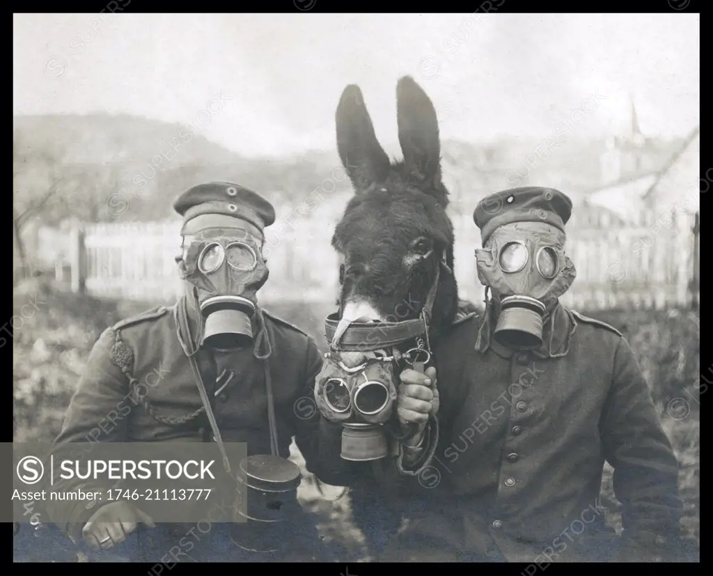 German soldiers a horse wearing gas masks. World War One 1915 - SuperStock