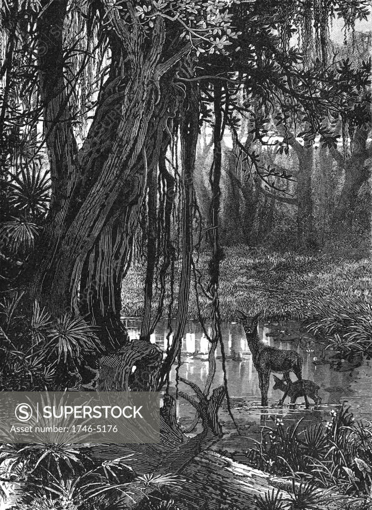 Stock Photo: 1746-5176 Florida Everglades, USA. Wood engraving c1885