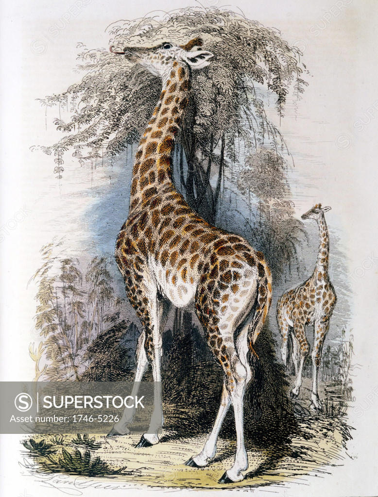 Stock Photo: 1746-5226 Giraffe browsing on tree. Jean Lamarck (1744-1829) French naturalist, considered the giraffe illustrated his Transformism (inheritance of acquired characteristics) theory of evolution. Hand-coloured engraving published 1836.