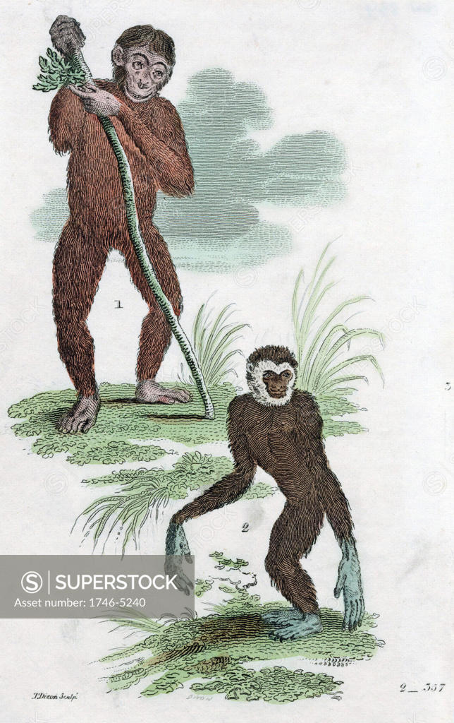 Stock Photo: 1746-5240 Orang Utang and Gibbon. Hand-coloured engraving 1822.
