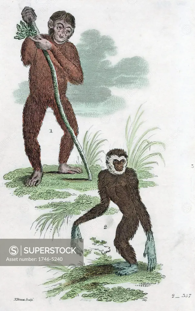 Orang Utang and Gibbon. Hand-coloured engraving 1822.