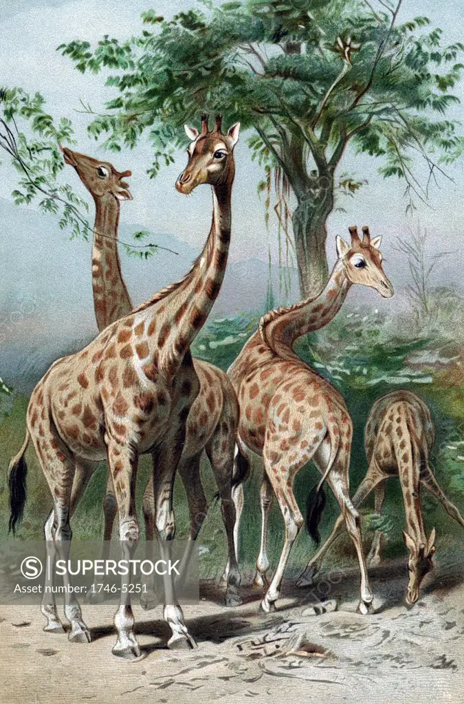 Giraffe browsing. French naturalist Lamarck considered giraffe illustrated his 'Transformism' theory of evolution by acquired characteristics. Chromolithograph c1885