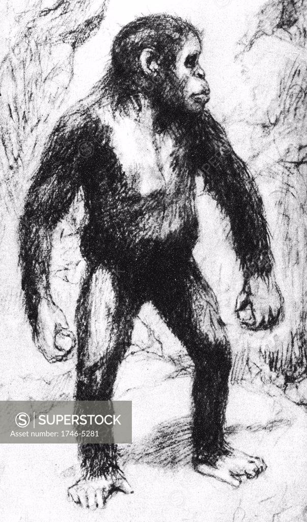 Stock Photo: 1746-5281 Taungs Ape-Man. Artist's drawing of Grafton Elliot Smith's (1871-1937) the Australian anatomist and ethnologist's idea of appearance of young Australopithecus Africanus.