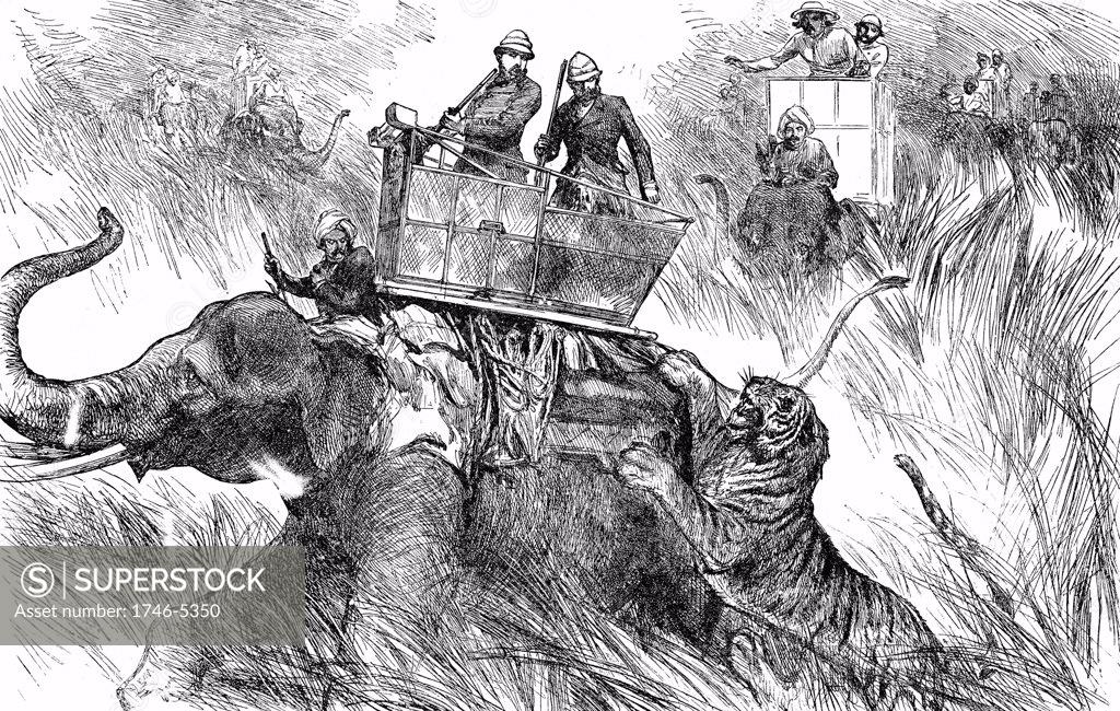 Stock Photo: 1746-5350 Edward, Prince of Wales (Edward VII from 1901) shooting tiger during his state visit to India in 1876. Engraving