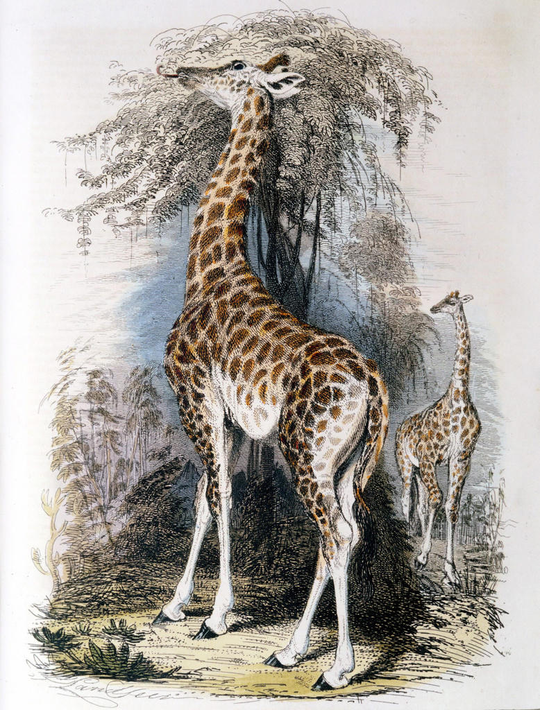 Giraffe browsing on tree. Jean Lamarck (1744-1829) French naturalist, considered the giraffe illustrated his Transformism (inheritance of acquired characteristics) theory of evolution. Hand-coloured engraving published 1836.