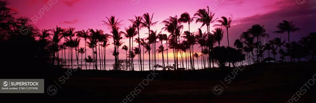Tropical sunset with magenta sky and palm trees in Kapalua Bay; Maui, Hawaii, United States of America