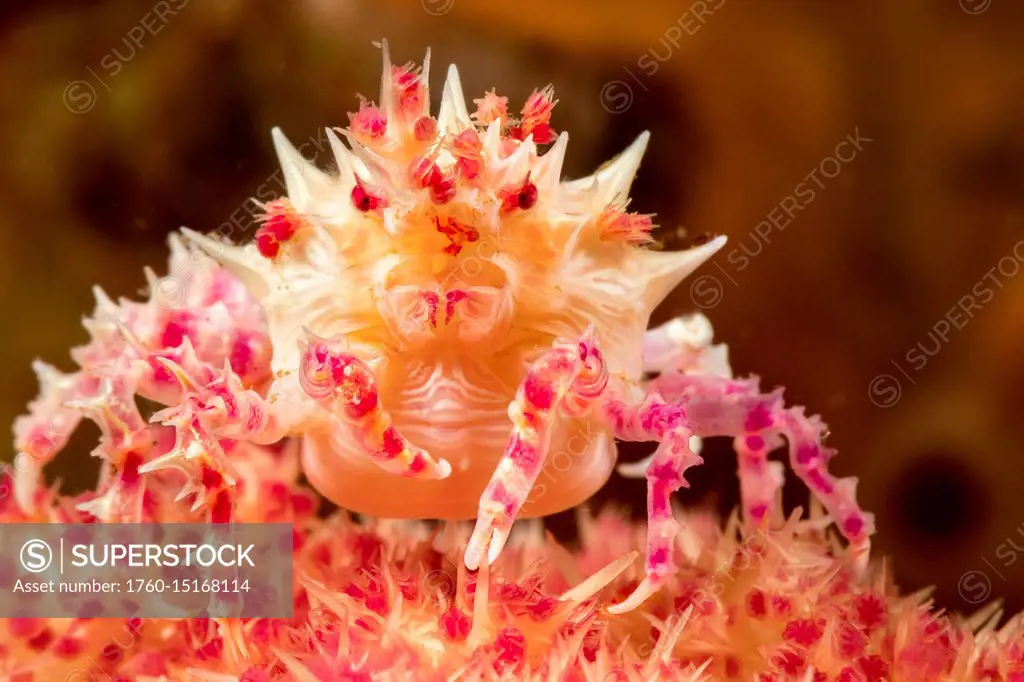 This soft coral crab or candy crab (Hoplophrys oatesii), is wearing a decoration of soft coral polyps on top of head as camouflage; Dumaguete, Philipp...