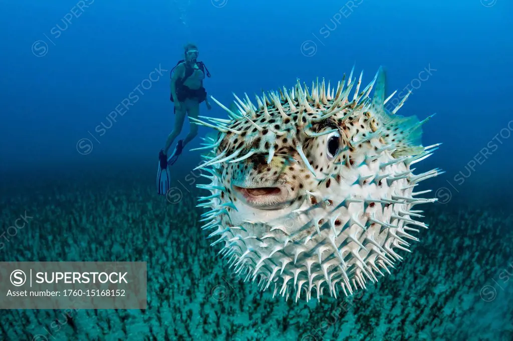 Diver and a Spotted porcupinefish (Diodon hystrix); Hawaii, United States of America
