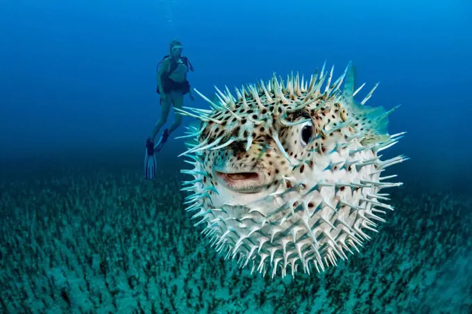 Diver and a Spotted porcupinefish (Diodon hystrix); Hawaii, United States of America