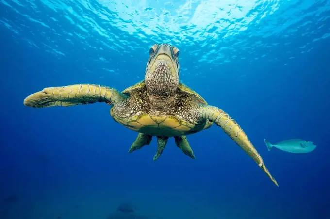 This is one of many green sea turtles (Chelonia mydas), an endangered species, gather at a cleaning station off West Maui; Maui, Hawaii, United States...