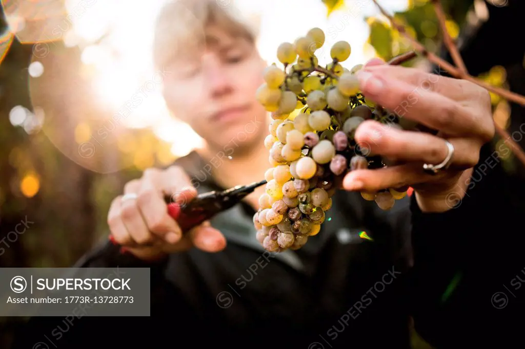 Close up of woman cutting grapes from vine in vineyard