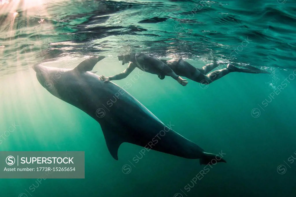 Woman free-diving with Bottlenose dolphin (Tursiops truncates), underwater view, Doolin, Clare, Ireland