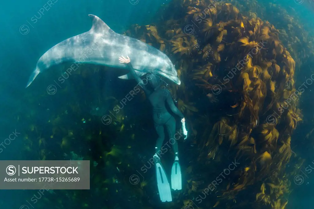 Woman free-diving with Bottlenose dolphin (Tursiops truncates), overhead view, Doolin, Clare, Ireland