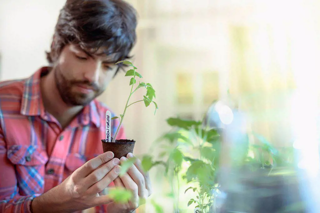 Gardener growing tomato seedlings indoors for organic vegetable garden