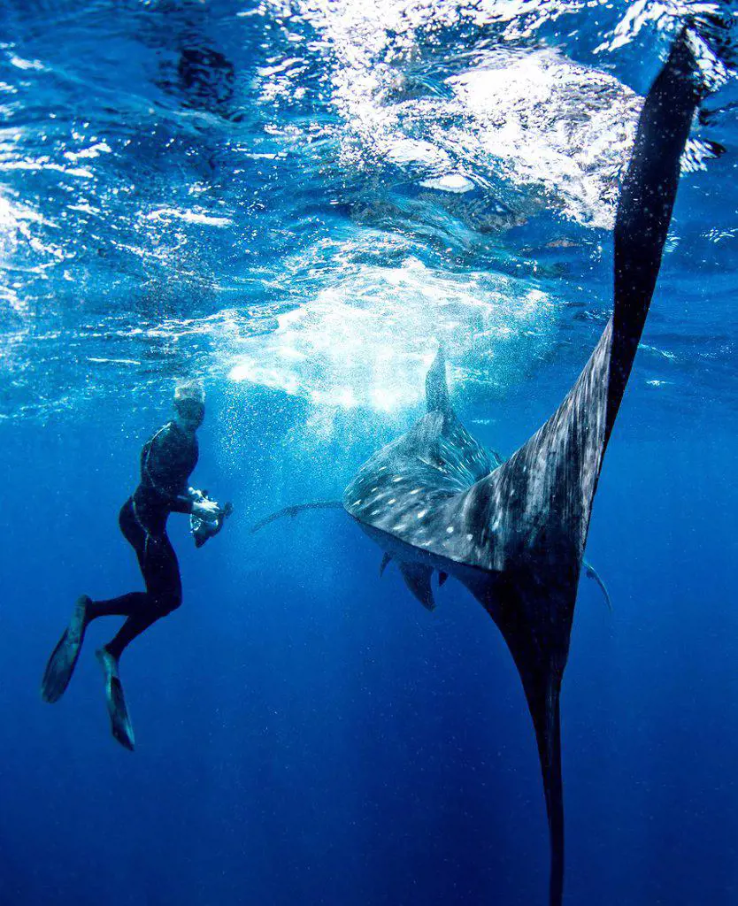 Diver alongside whale shark
