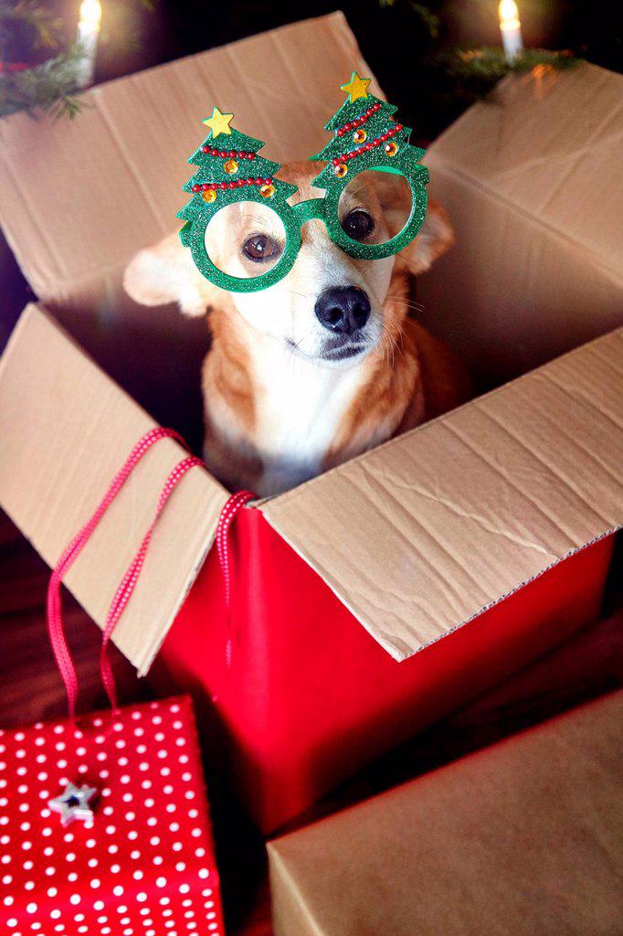 Dog in box, wearing Christmas tree eyeglasses