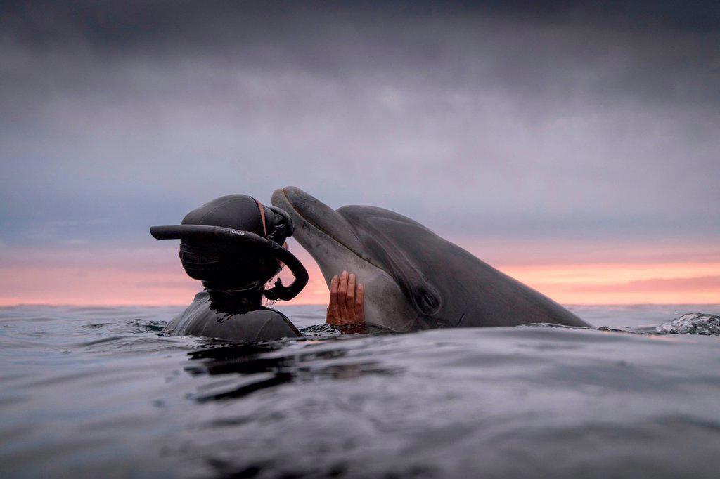 Woman freediving with bottlenose dolphin (Tursiops truncatus), Doolin, Clare, Ireland