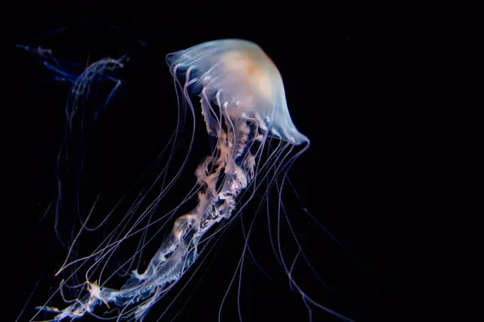 Dark underwater view of glowing jellyfish floating in sea