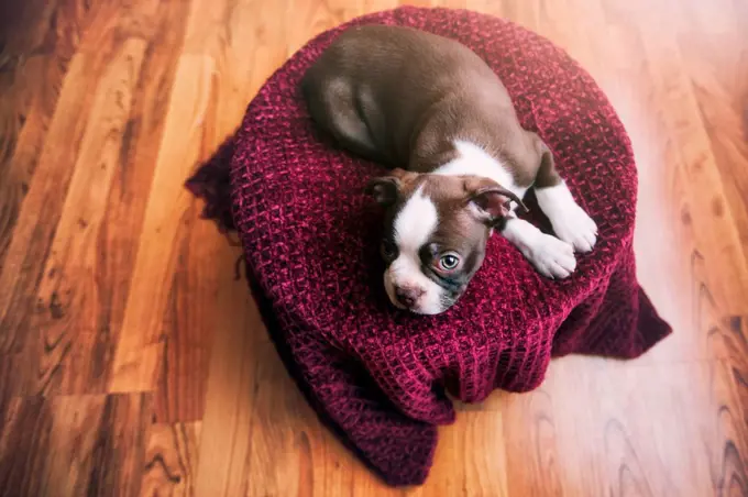 High angle view of Boston Terrier puppy lying on purple blanket