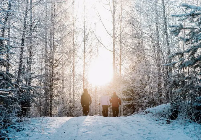 Three people nordic walking in snow covered forest