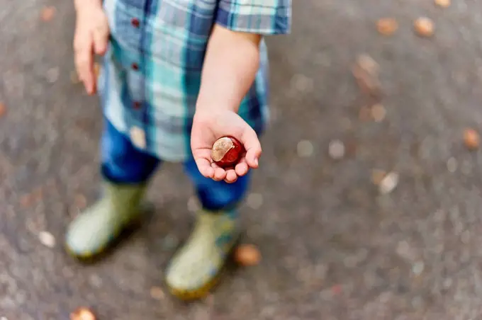 Cropped view of boy's hands holding conker