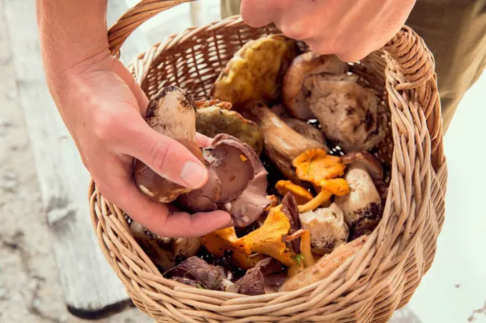 Cropped view of man holding basket of mushrooms, Tirol, Steiermark, Austria, Europe