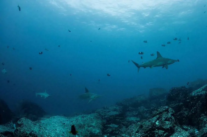 Sharks and fish by seabed, Seymour, Galapagos, Ecuador, South America