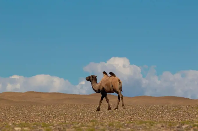 Lone bactrian camel (camelus bactrianus) walking across desert landscape, Khovd, Mongolia