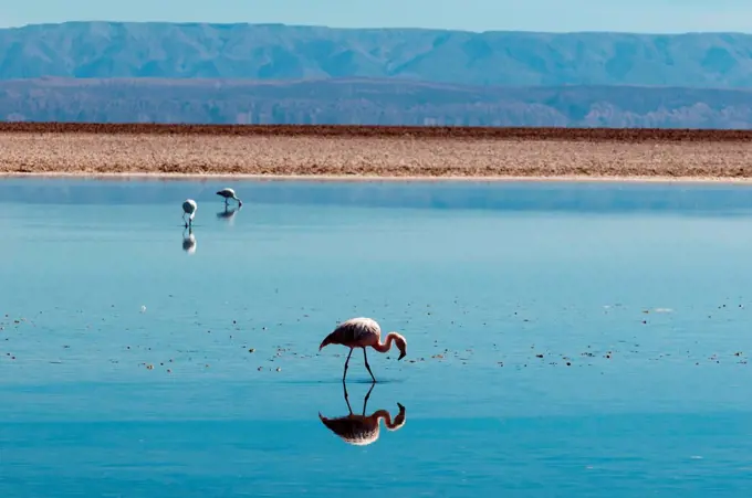 Chilean Flamingos, (Phoenicopterus chilensis), Laguna Chaxa, Salar de Atacama, Atacama Desert, Chile