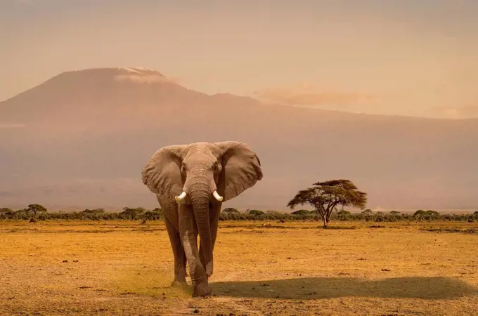 Portrait of elephant, Amboseli National Park, Amboseli, Rift Valley, Kenya