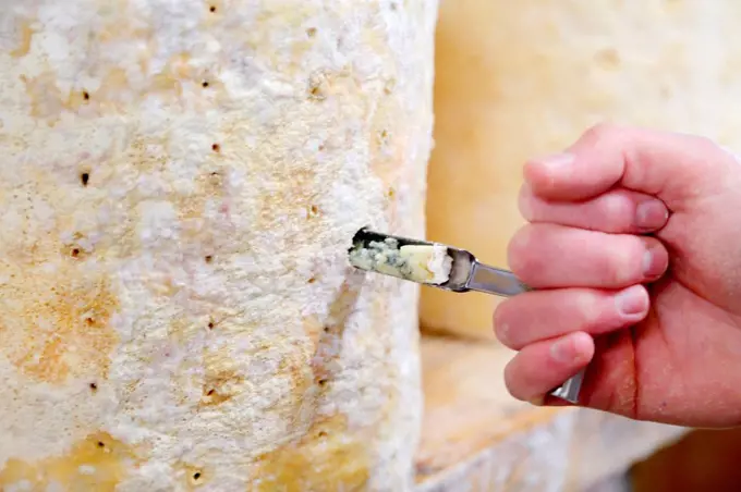 Cheese maker coring a stilton to check mould formation, close up of hand