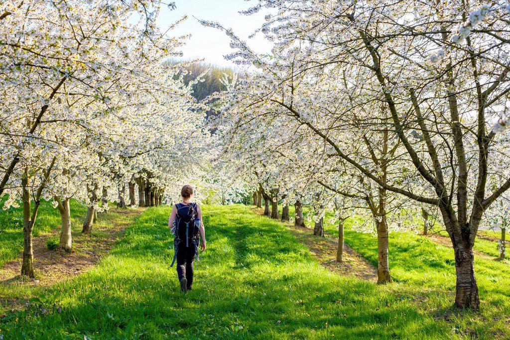 Idyllic scene with rear view of woman walking past blossoming cherry trees in spring, Eggenertal Valley, Schliengen, Baden-Wurttemberg, Germany
