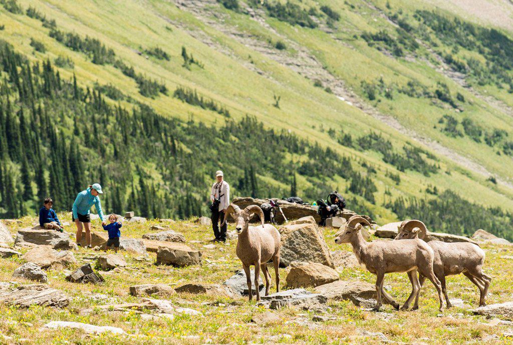 Women And Children Observe The Big Horn Sheep At Highline Trail In Glacier National Park, Montana, Usa