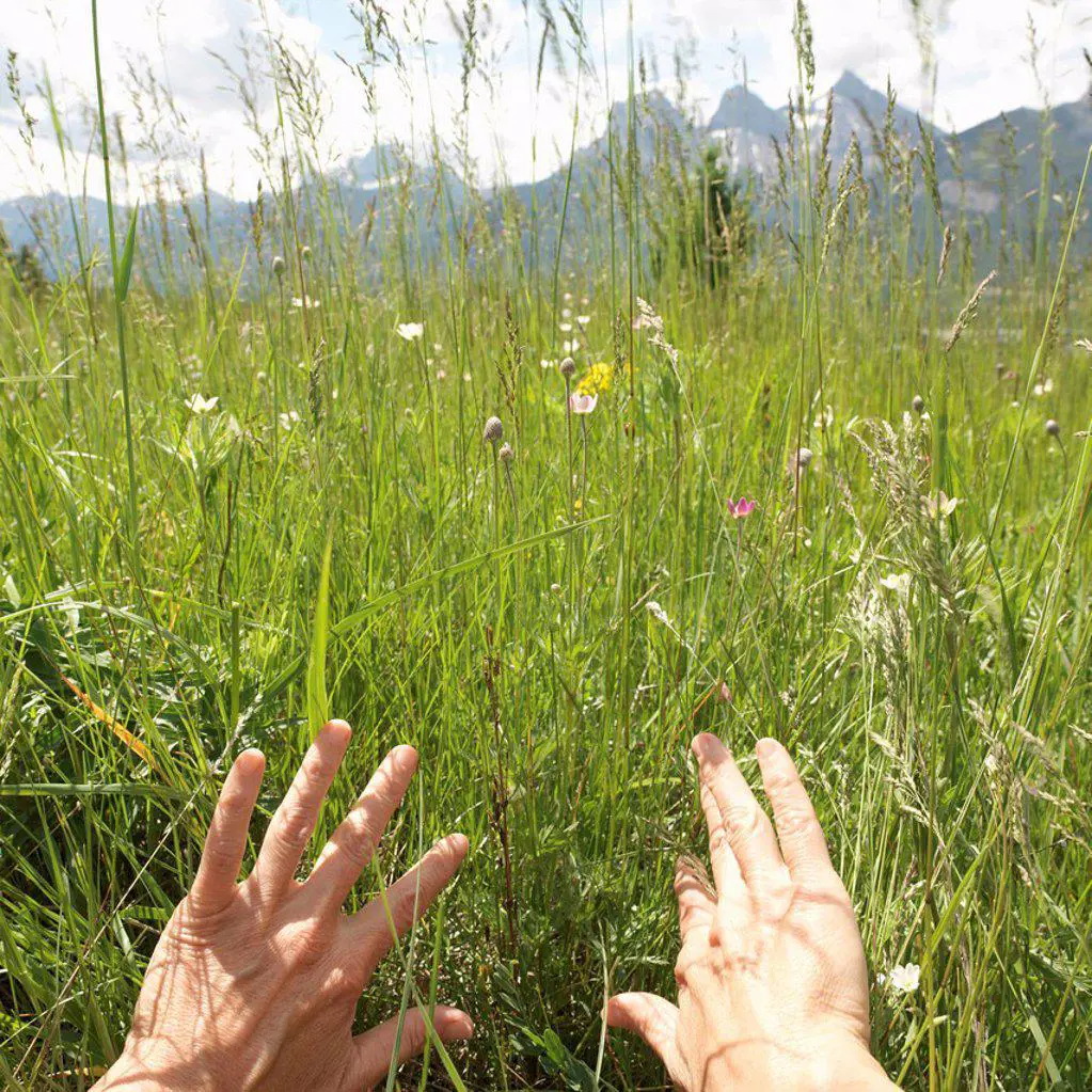 POV to hands pulling back grasses to reveal mountains