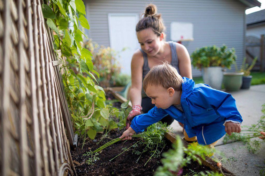 Mother with baby son harvesting vegetables from backyard garden